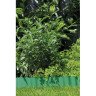 Бордюр зеленый GARDENA 15 см, длина 9 м 00538-20.000.00